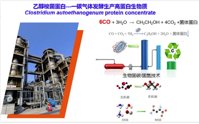 國際首次！一氧化碳合成蛋白質(zhì)，已形成萬噸級工業(yè)產(chǎn)能 中國化工網(wǎng),okmart.com